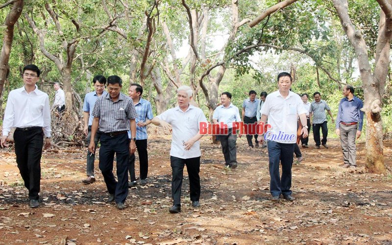 Chú trọng liên kết và xây dựng vùng nguyên liệu trồng điều