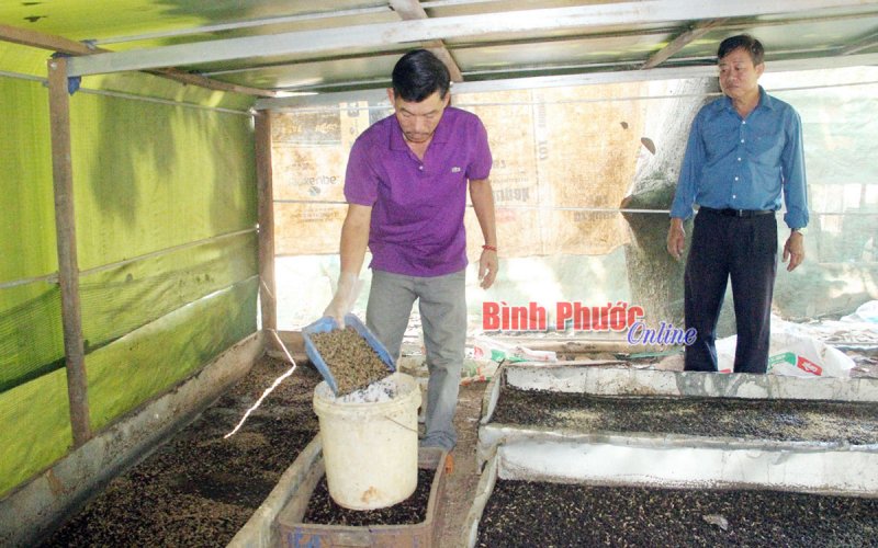 Lợi ích từ mô hình nuôi ruồi lính đen