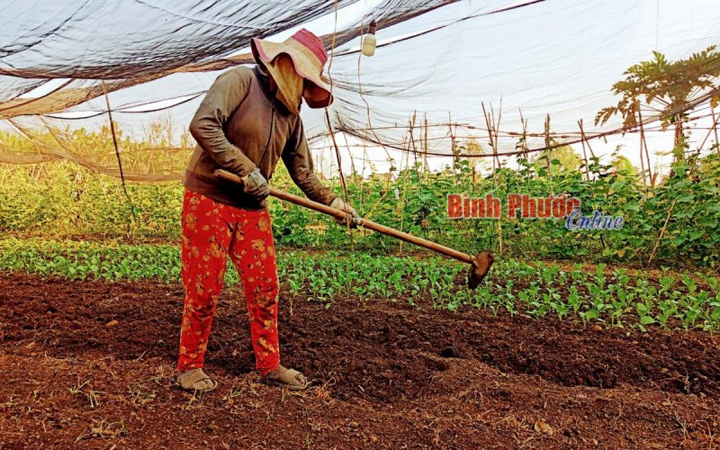 Nông dân Bù Đốp đẩy mạnh sản xuất sau tết