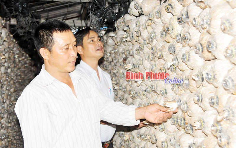 Tân Thành chuyển hướng làm giàu từ trồng nấm