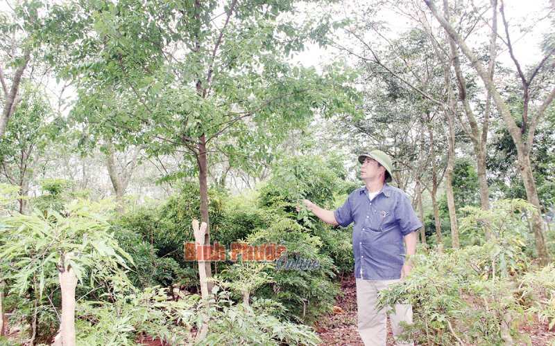 “Vua” của cây sưa đỏ