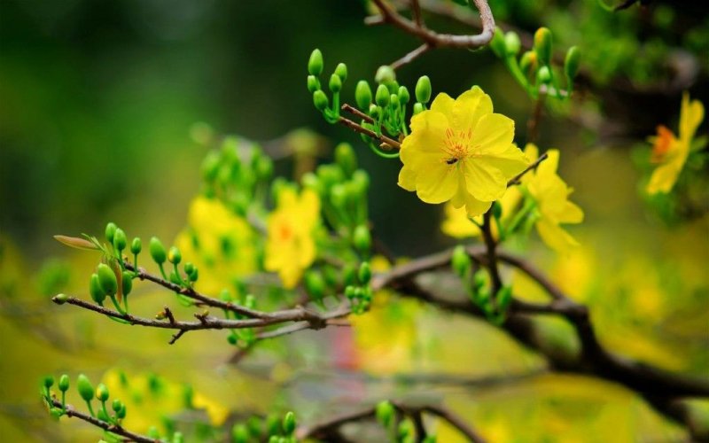 Xuân của khát vọng và niềm tin