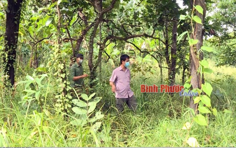 Chủ động kiểm tra diện tích rừng, đất lâm nghiệp bị lấn chiếm, sử dụng sai mục đích