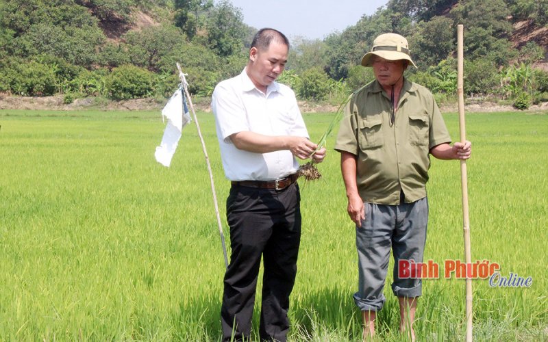 Đến 2030, tỷ lệ che phủ rừng duy trì ổn định mức 42%