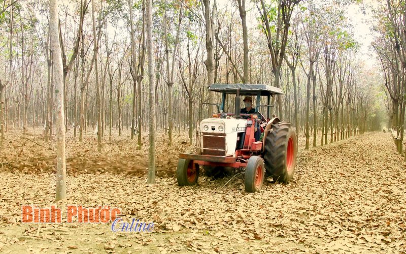 Đột phá ở Nông trường Phú Riềng Đỏ