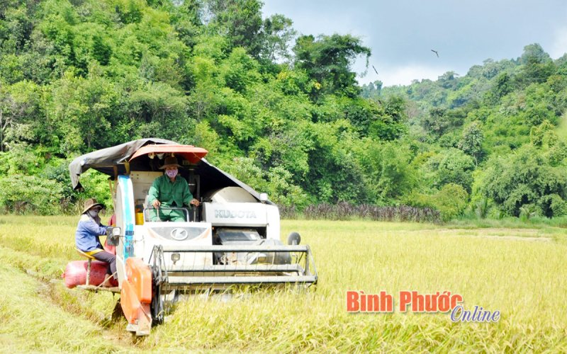 Lời giải cho bài toán lao động thời vụ