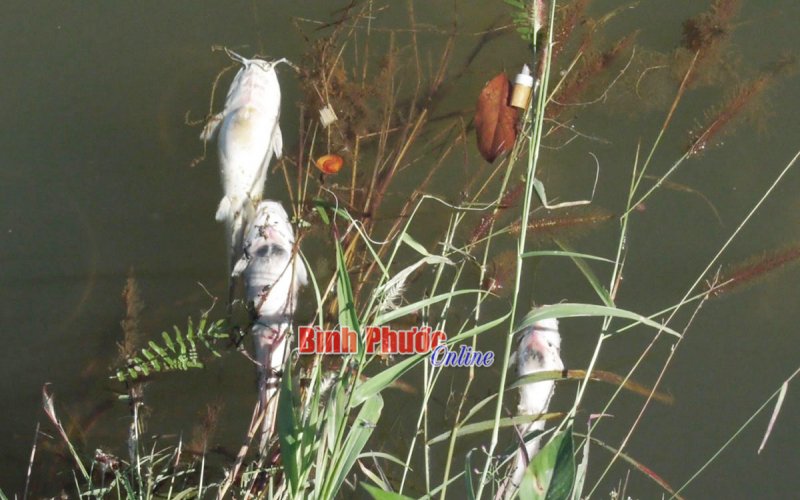 Người dân hoang mang vì xuất hiện cá chết nổi trên mặt nước Đập Bà Mụ