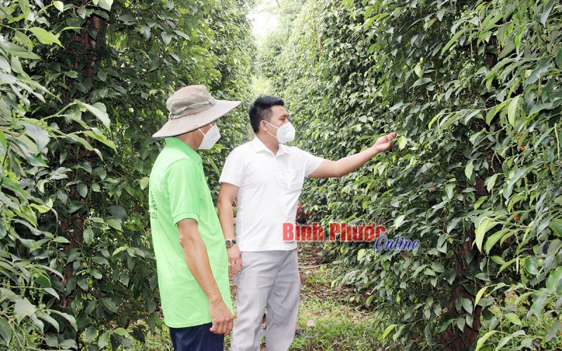 Phát triển bền vững từ OCOP