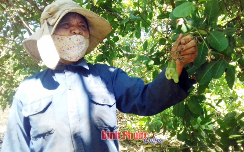 Sau tết, nông dân khẩn trương vào vụ sản xuất