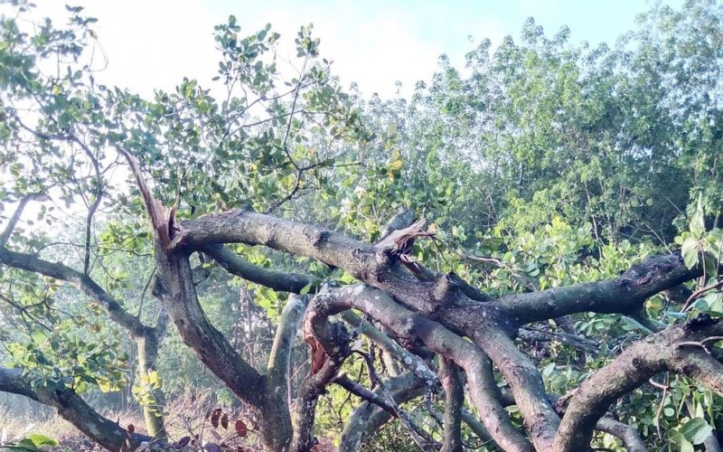 Thống Nhất: Lốc xoáy gây thiệt hại 25 ha điều