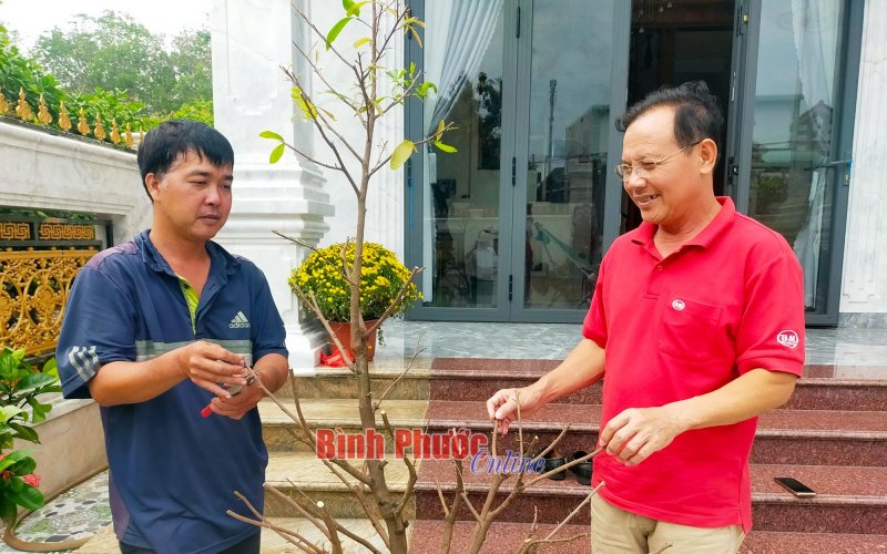 Chăm sóc cây cảnh sau tết vào vụ