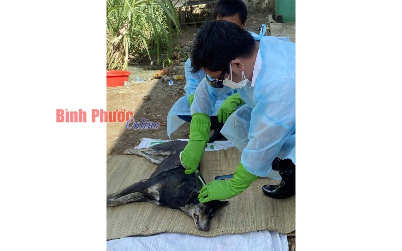 Chơn Thành công bố dịch bệnh dại động vật trên địa bàn xã Minh Lập