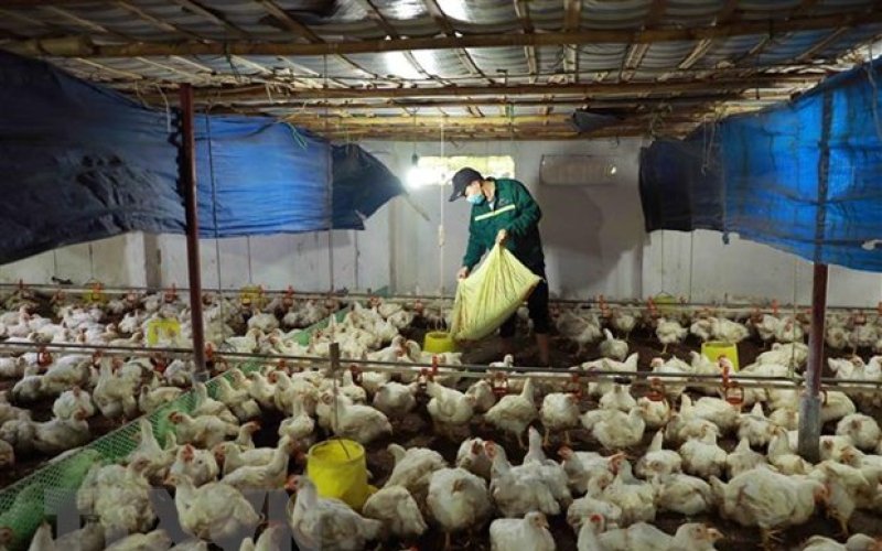 Công điện khẩn về ngăn chặn nhập lậu gia cầm vào Việt Nam