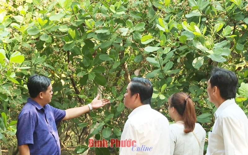 Nông dân Bù Gia Mập kỳ vọng vào vụ điều