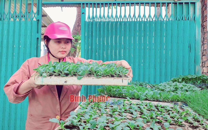 Phát triển cây rau giống - đẩy mạnh phong trào trồng rau tại gia