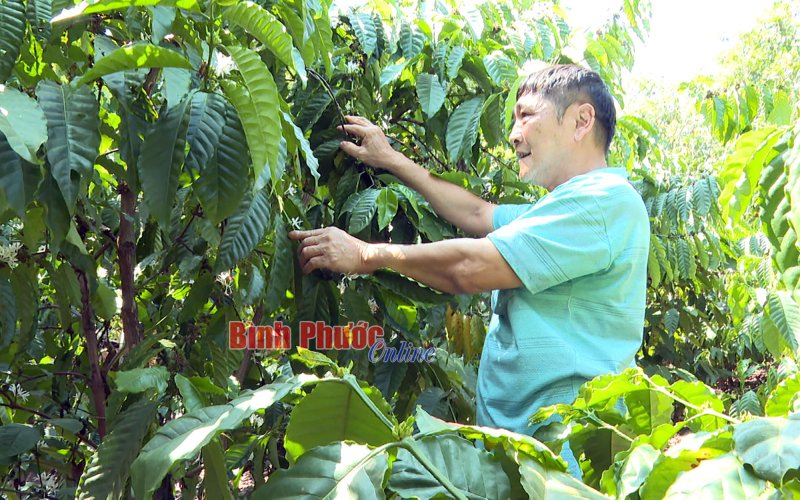 Quản lý dinh dưỡng cho cây cà phê