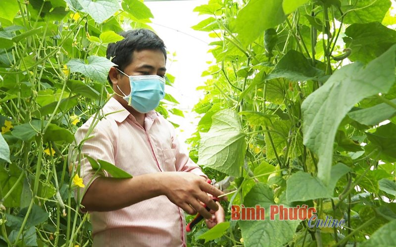 Sản xuất rau sạch - hướng đi bền vững