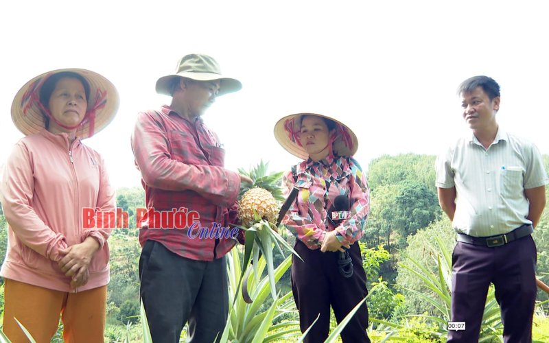 Thơm tây - cây xen canh ngắn ngày cho thu nhập cao