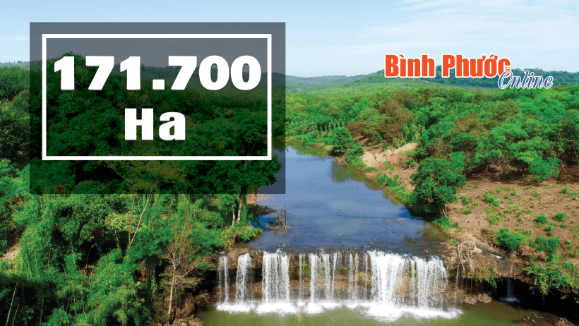 Bình Phước có hơn 171.000 ha đất rừng và đất chưa có rừng
