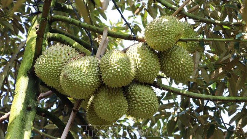 Giá sầu riêng tăng kỷ lục ngày giáp Tết