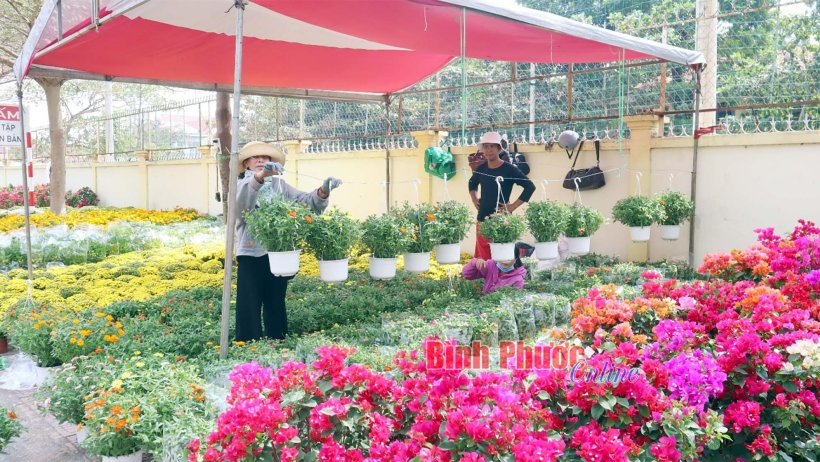 Hội chợ hoa xuân thành phố Đồng Xoài - 20 mùa xuân họp chợ