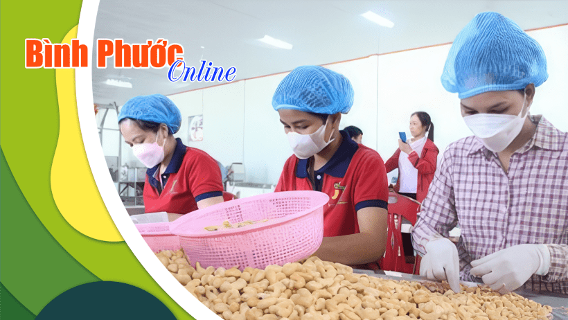 Kim ngạch xuất xuất hạt điều nhân của Bình Phước tăng 150%