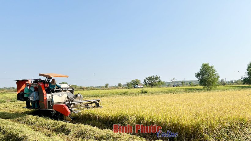 Nông dân phấn khởi gặt mùa vàng