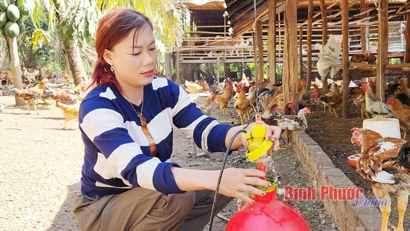 Sẵn sàng nguồn cung gia cầm phục vụ tết