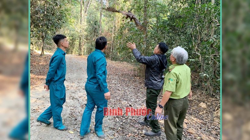 Thêm 2 cá thể diều hâu Miến Điện được thả về rừng
