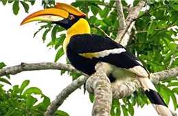 Chim hồng hoàng - biểu tượng cho sự chung thủy trong tình yêu