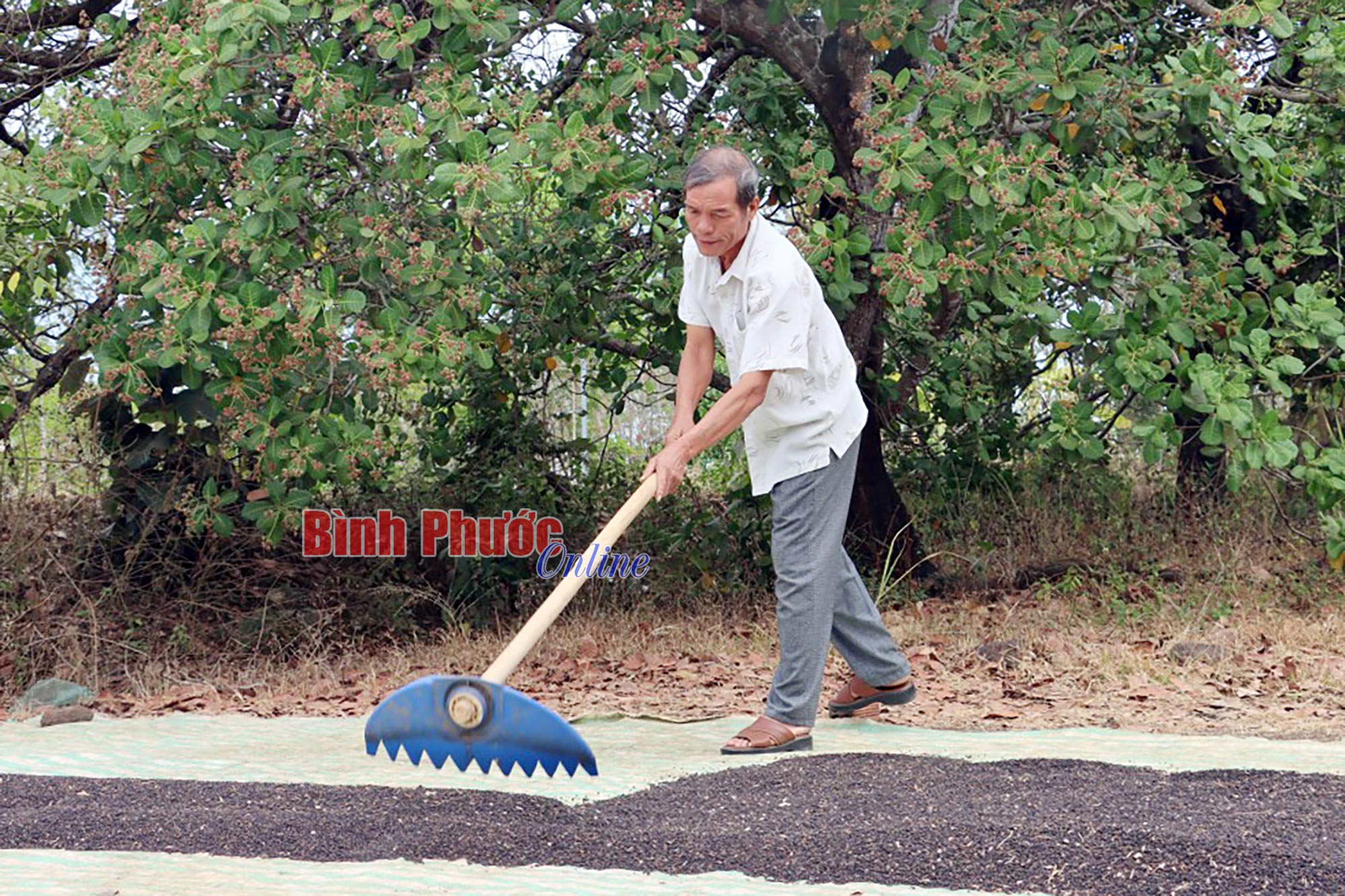 Hồ tiêu được giá, nông dân phấn khởi