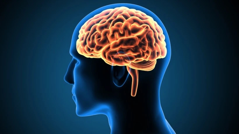 Nghiên cứu đột phá: Não người có ba 'đường cao tốc thông tin'