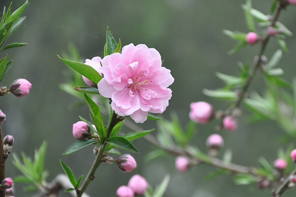 Như hoa mùa xuân