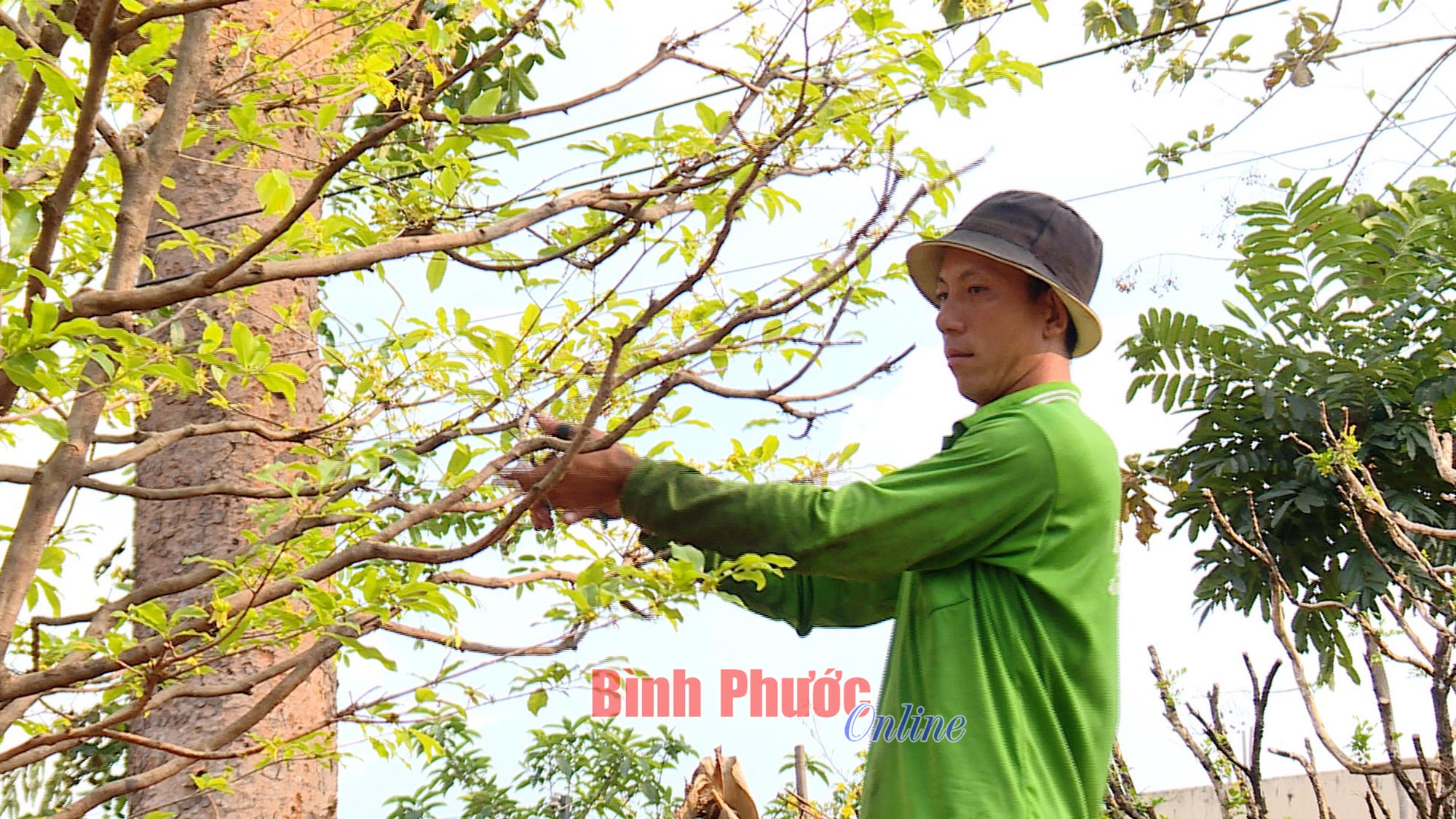 Phục hồi mai sau tết