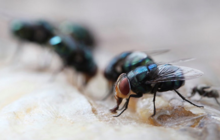 Ruồi có thể lây lan vi khuẩn kháng thuốc kháng sinh trong bệnh viện