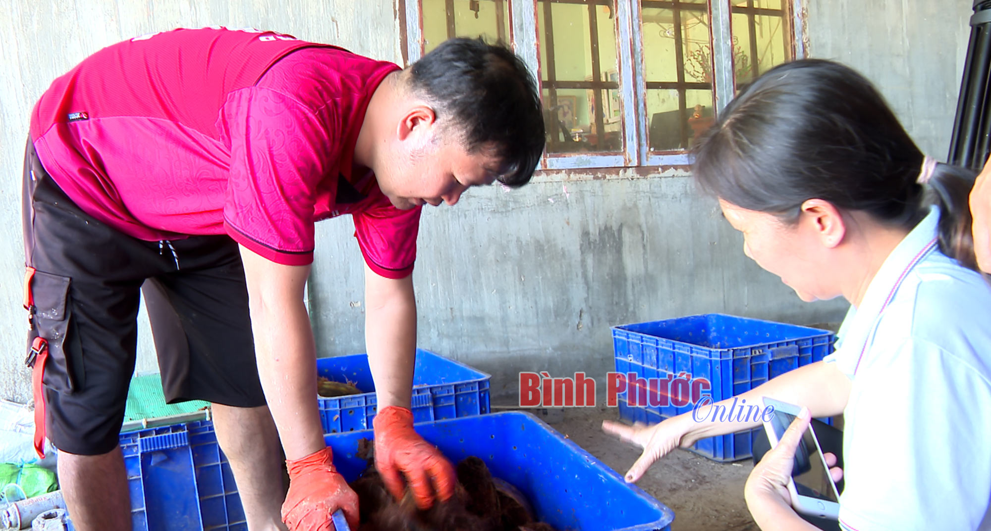 Tăng thu nhập từ nuôi đuông dừa