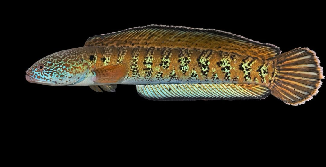 Tìm thấy loài động vật tưởng chừng tuyệt chủng từ thập niên 1930