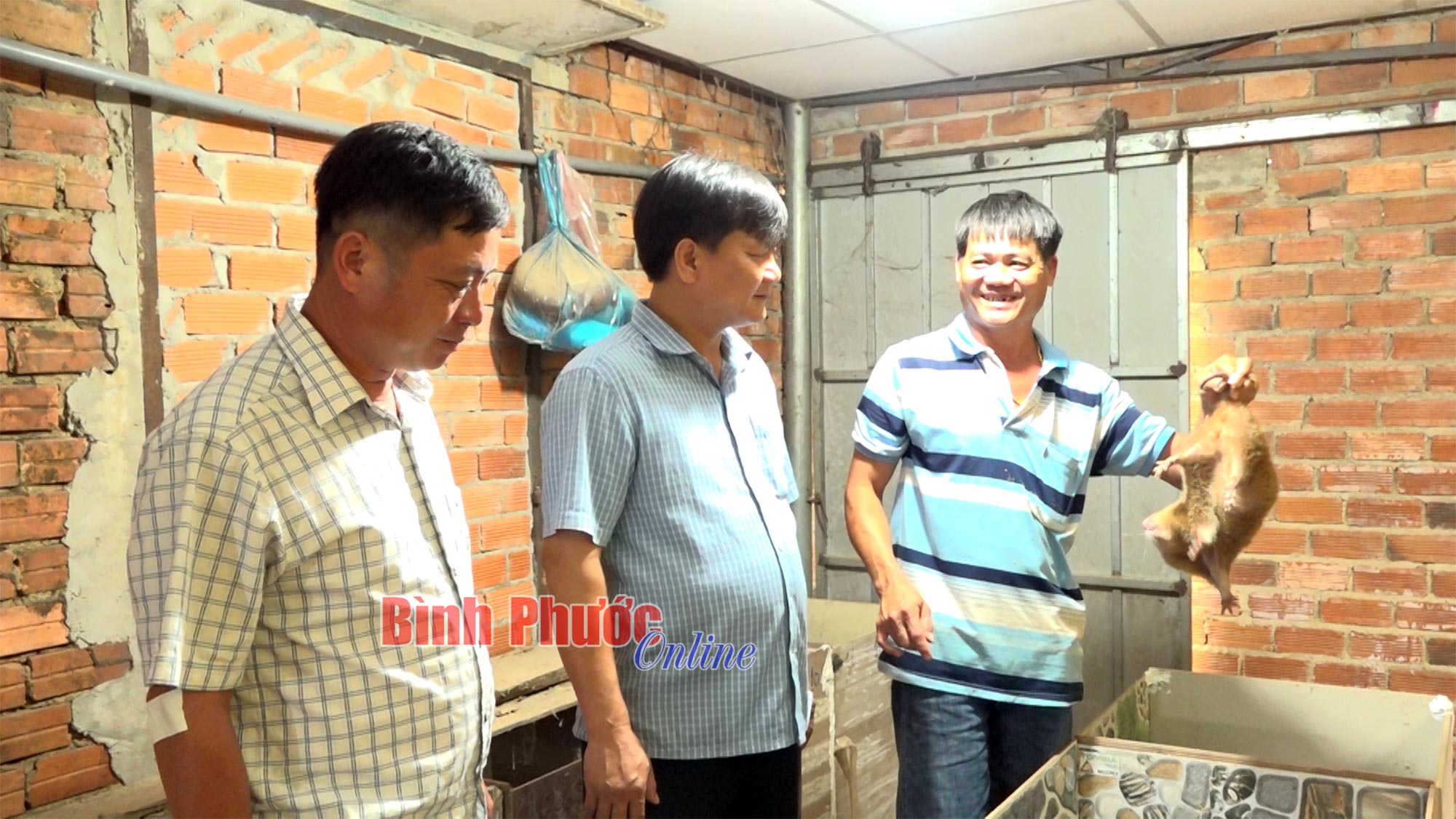 Triển vọng từ nuôi dúi