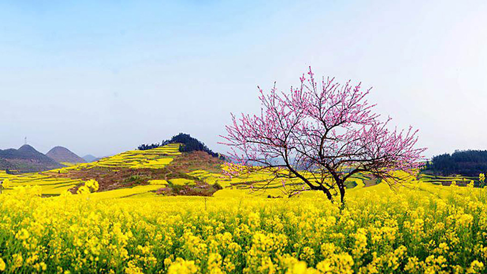 Xao xuyến mưa xuân