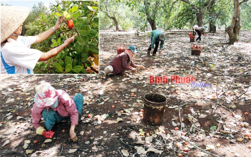 Bán điều non, cầm cố đất trong vùng đồng bào DTTS vẫn diễn biến phức tạp