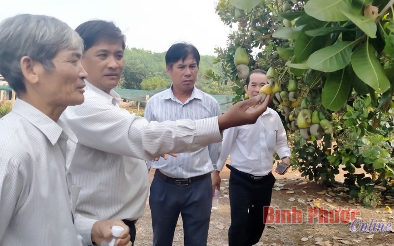 Gắn bó với cây điều, người dân sống khỏe