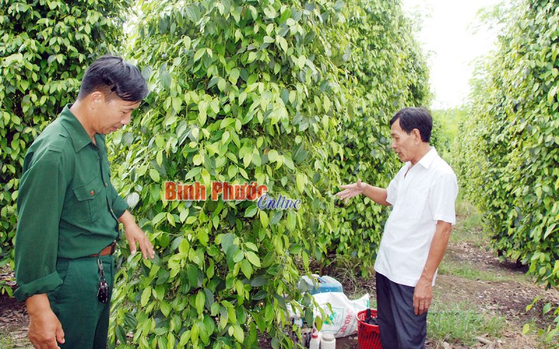 Khát vọng vươn lên từ những vườn tiêu