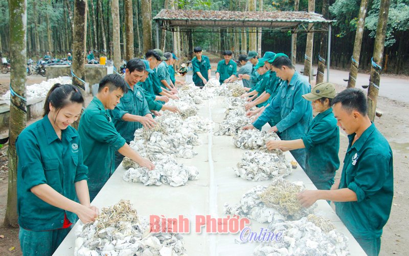 Kỳ vọng mới cho ngành cao su Việt Nam