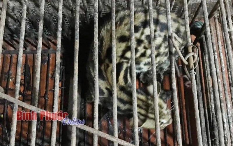 Mèo rừng quý hiếm lạc vào nhà dân