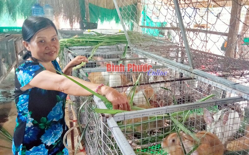 Muốn khá... nuôi thỏ