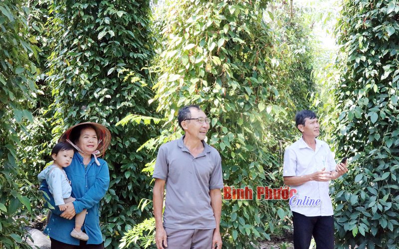 Nông dân Bù Đốp trữ tiêu chờ tăng giá