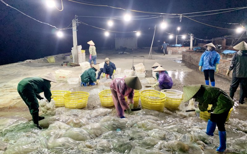 Vân Đồn mùa khai thác sứa