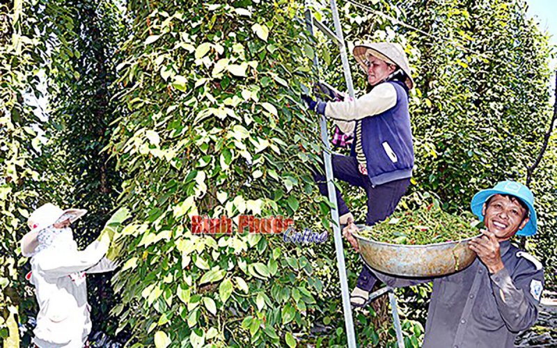 Vụ tiêu 2021: Niềm vui chưa trọn