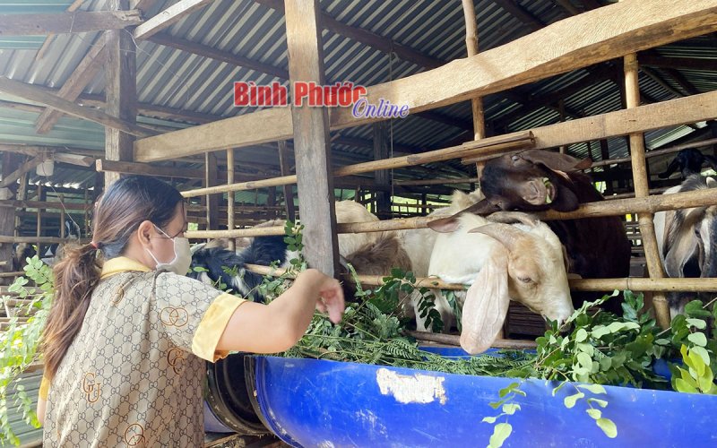 Cho vay hộ mới thoát nghèo - tạo sinh kế bền vững