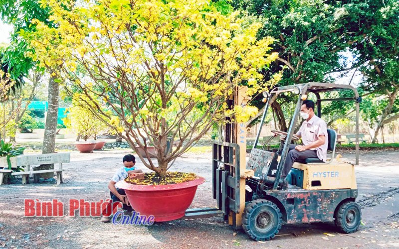 Nhộn nhịp dịch vụ chăm sóc mai kiểng